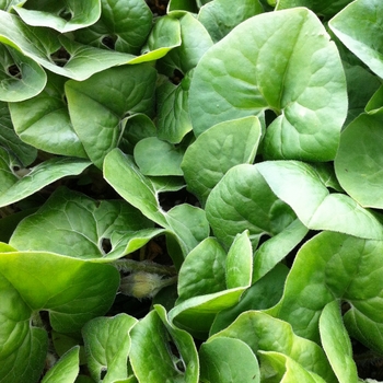 Wild Ginger Wild Ginger