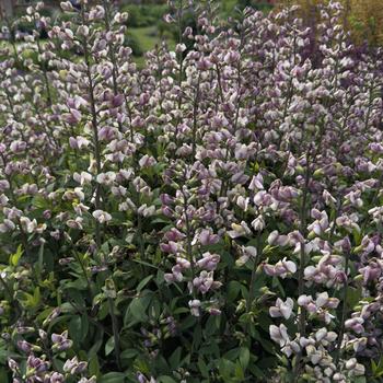 Blue False Indigo Blue False Indigo