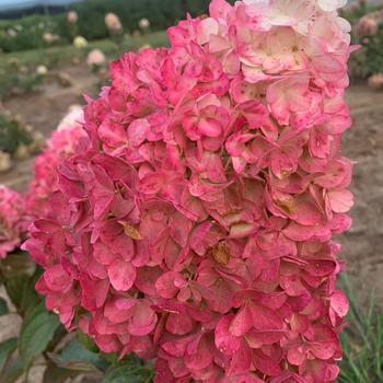 Magical&trade; 'Ruby Snow' 