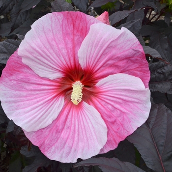 Rose Mallow