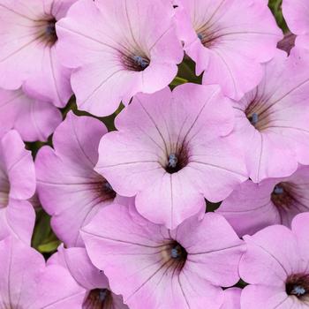 Supertunia Vista® Cool Jazz™