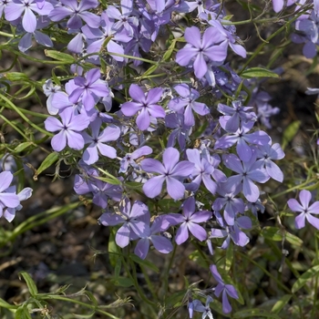 Lapham's Phlox Lapham's Phlox