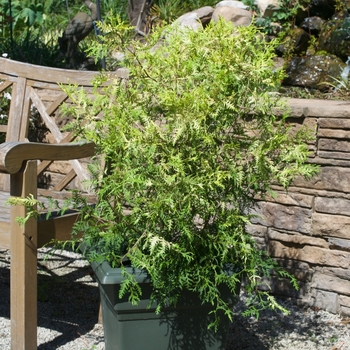 'Vintage Gold' Falsecypress 'Vintage Gold' Falsecypress