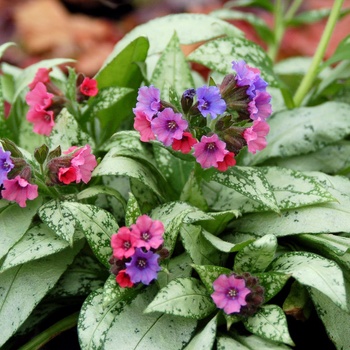 Lungwort Lungwort