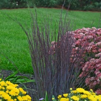 Little Bluestem Little Bluestem