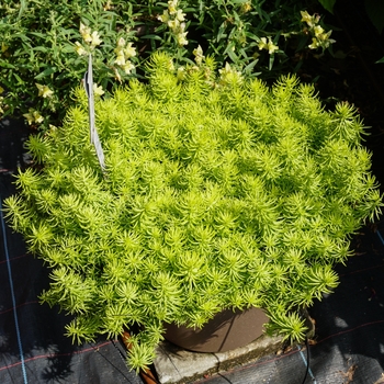 Stonecrop Stonecrop