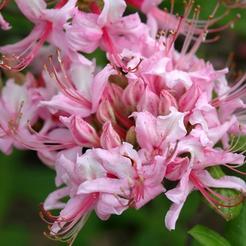 'Northern Hi-Lights' Azalea 'Northern Hi-Lights' Azalea