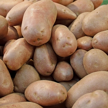 Potato Potato