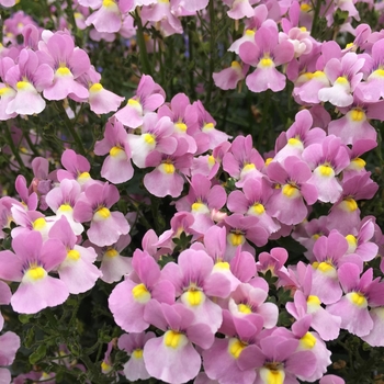 Aromance&trade; Pink