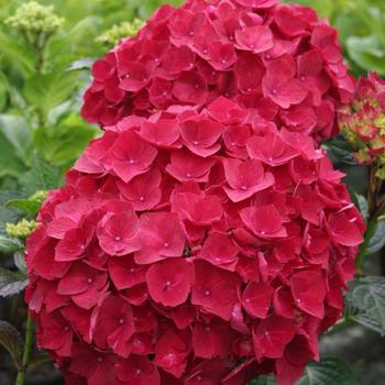 Magical® 'Ruby Red' Magical® 'Ruby Red'