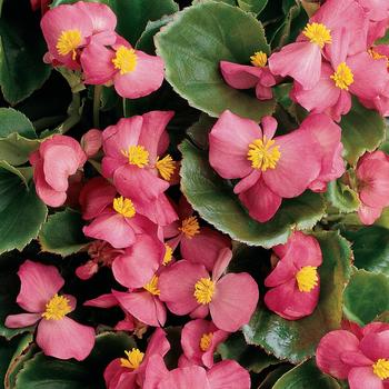 Begonia Begonia