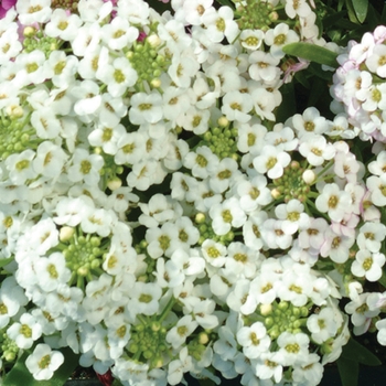 Easter Bonnet White