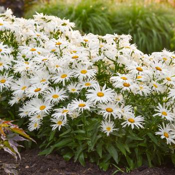 Amazing Daisies® 'Spun Silk' Amazing Daisies® 'Spun Silk'