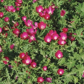 Purple Poppy Mallow