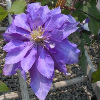Clematis Clematis