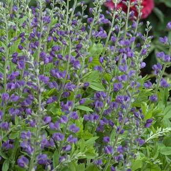 False Indigo