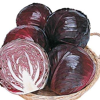 Cabbage Cabbage