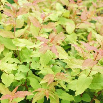 'Kodiak Fresh®' Bush Honeysuckle 'Kodiak Fresh®' Bush Honeysuckle
