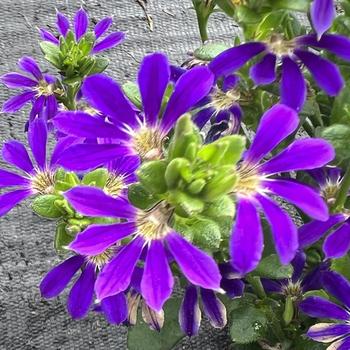 Surdiva® Blue Violet Imp Surdiva® Blue Violet Imp