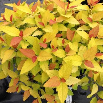 Double Play Candy Corn Spirea Double Play Candy Corn Spirea