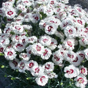 Border Carnation Border Carnation