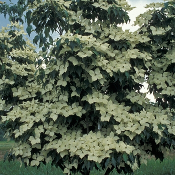 Dogwood Dogwood