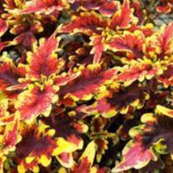 Coleus Coleus