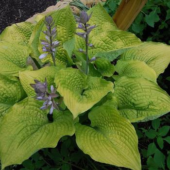 Plantain Lily Plantain Lily