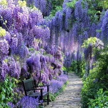 Blue Moon Wisteria Blue Moon Wisteria