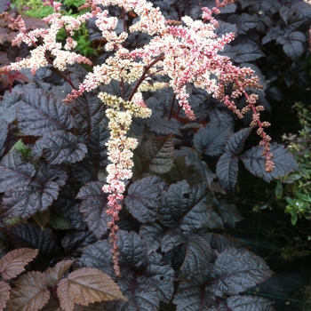 False Spirea