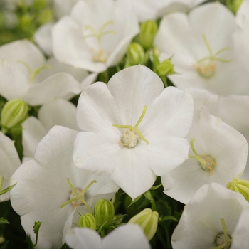Bellflower Bellflower