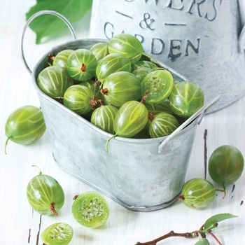 Gooseberry Gooseberry