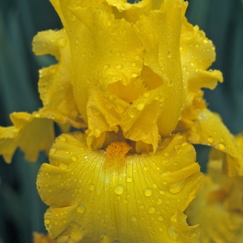 Bearded Iris Bearded Iris
