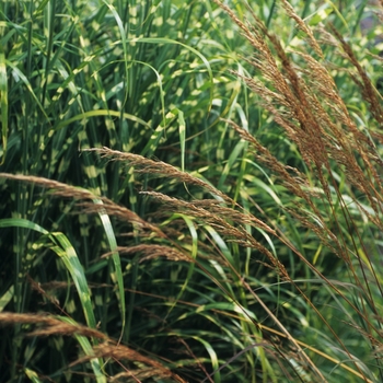 Indian Grass Indian Grass