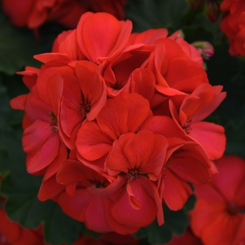 Geranium, Zonal