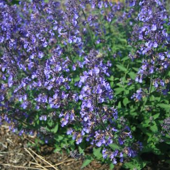 Catmint Catmint