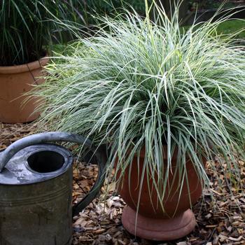 Sedge, Variegated Sedge, Variegated