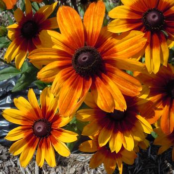 Sunbeckia® 'Luna' Sunbeckia® 'Luna'