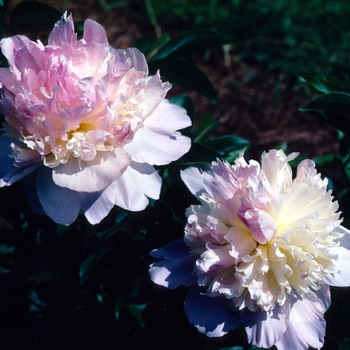 Garden Peony Garden Peony