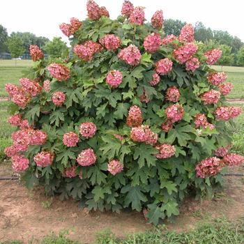 'Queen of Hearts' Oakleaf Hydrangea