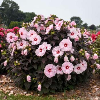 Rose Mallow Rose Mallow