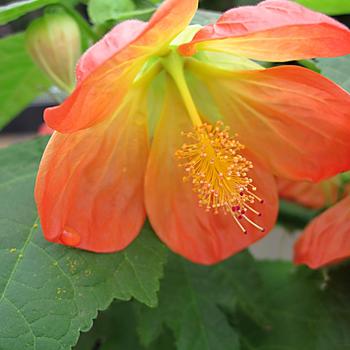 Lucky Lantern™ Tangerine Lucky Lantern™ Tangerine