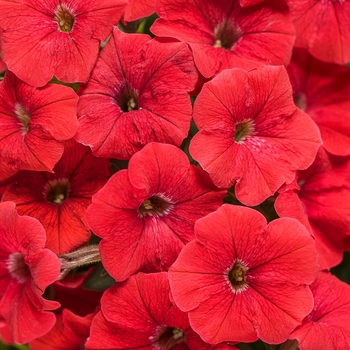 Supertunia® 'Really Red'
