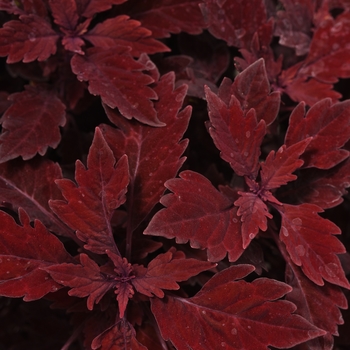 Coleus