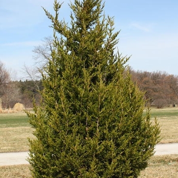 'Perfecta' Chinese Juniper 'Perfecta' Chinese Juniper