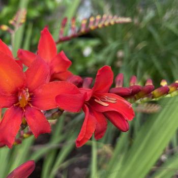 Montbretia Montbretia
