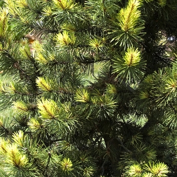'Taylor's Sunburst' Lodgepole Pine 'Taylor's Sunburst' Lodgepole Pine