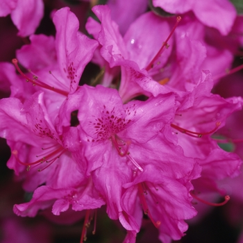 'Karen' Azalea 'Karen' Azalea