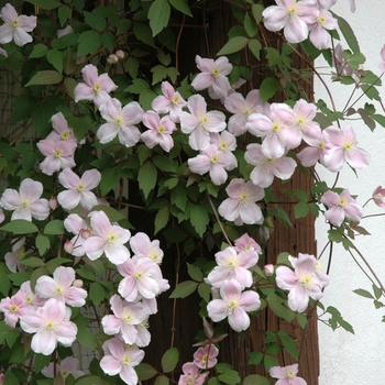 Clematis Clematis