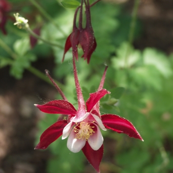 Columbine Columbine